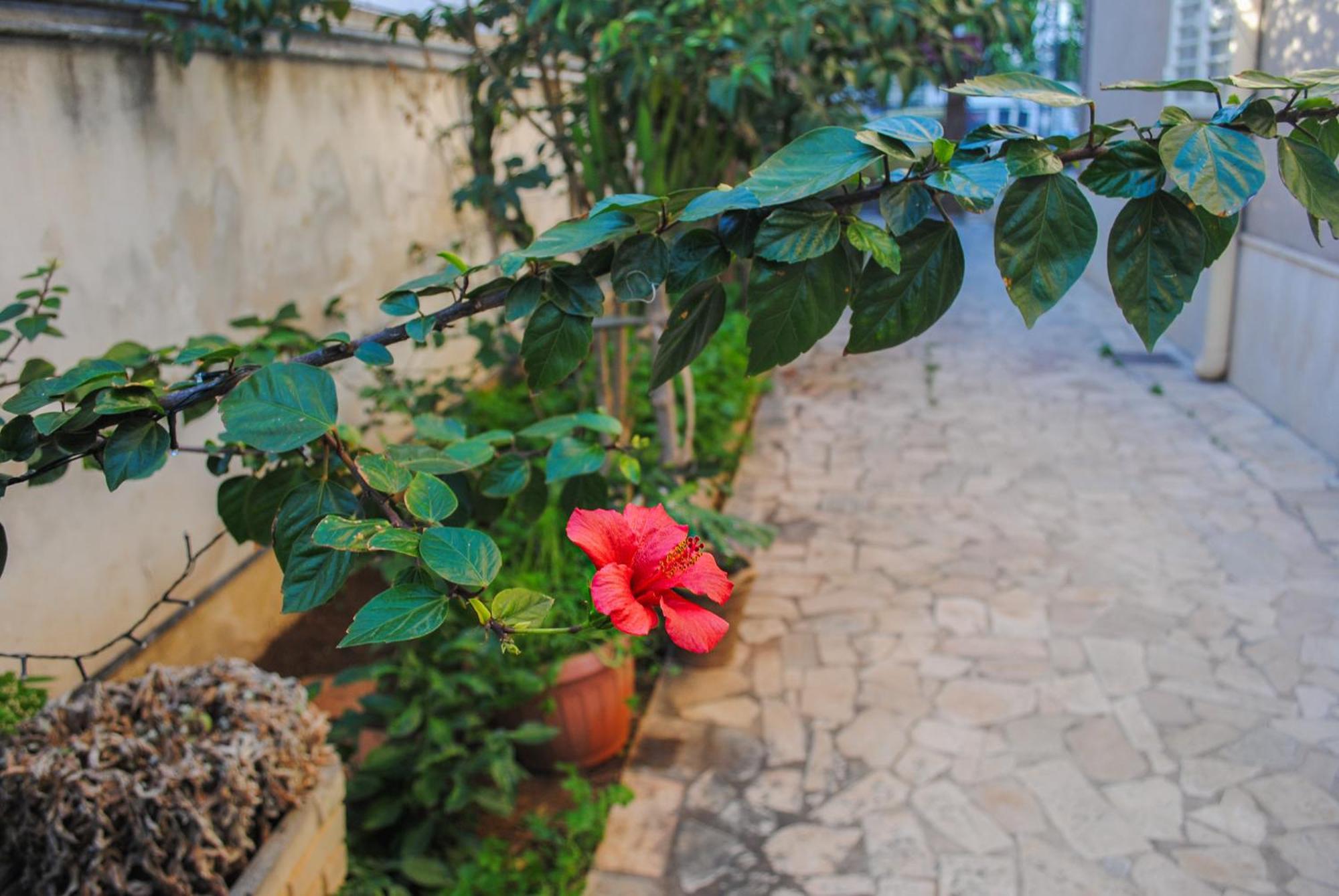 Villa Magnolia Con Giardino Bari Ngoại thất bức ảnh