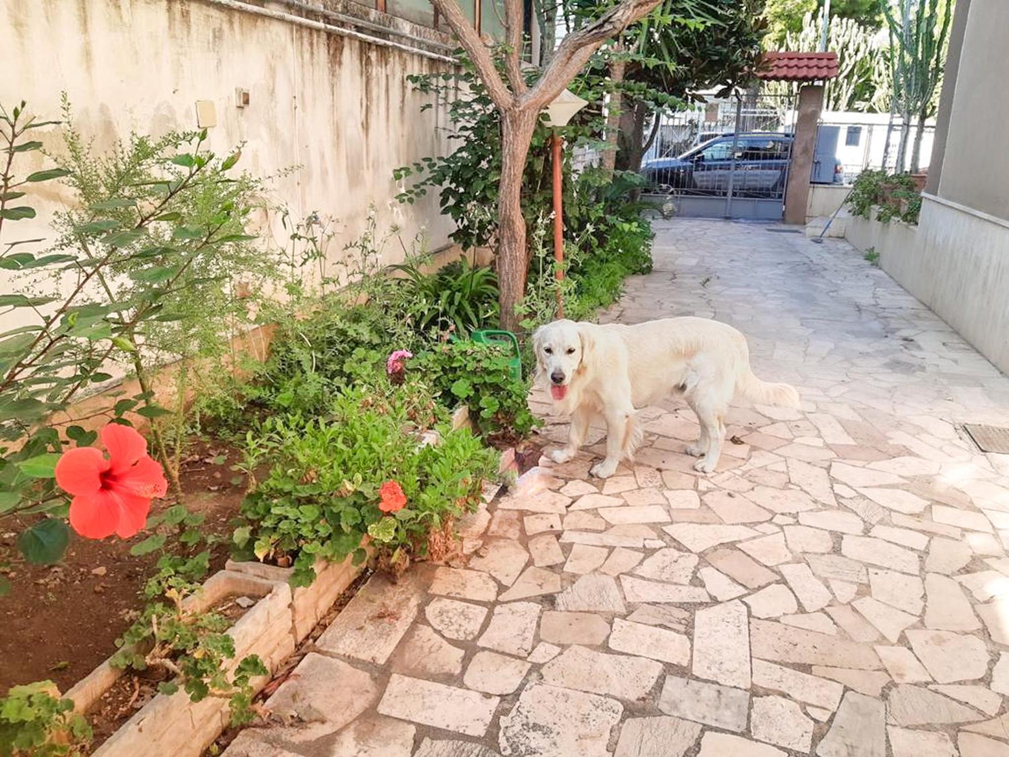 Villa Magnolia Con Giardino Bari Ngoại thất bức ảnh