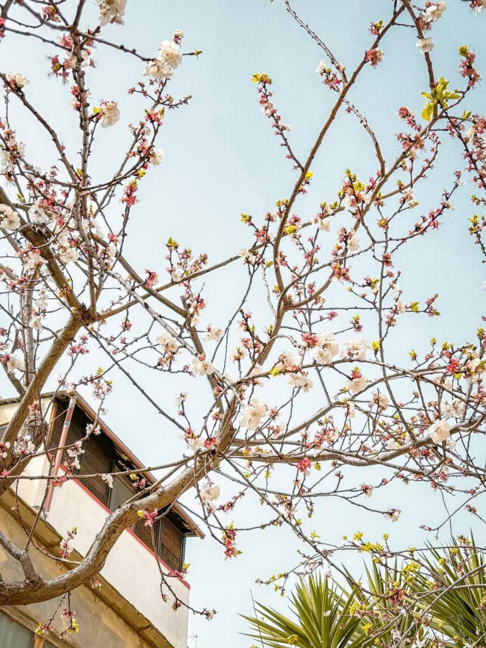 Villa Magnolia Con Giardino Bari Ngoại thất bức ảnh